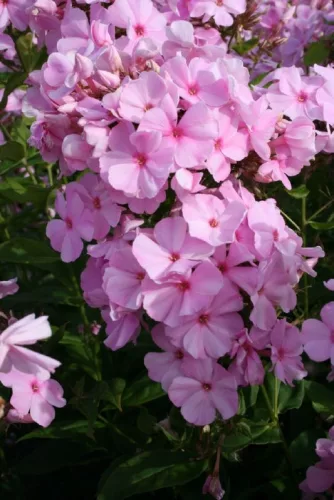 Bugás lángvirág - Phlox paniculata "Pinky Hill"