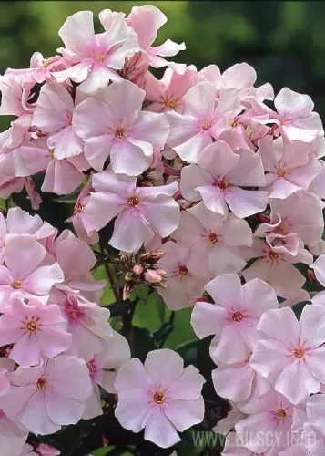 Bugás lángvirág - Phlox paniculata "Pinky Hill"