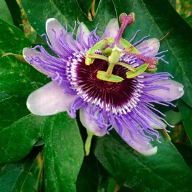 Golgotavirág - Passiflora Purple Haze
