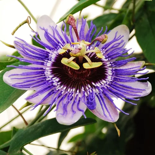 Golgotavirág - Passiflora Purple Haze