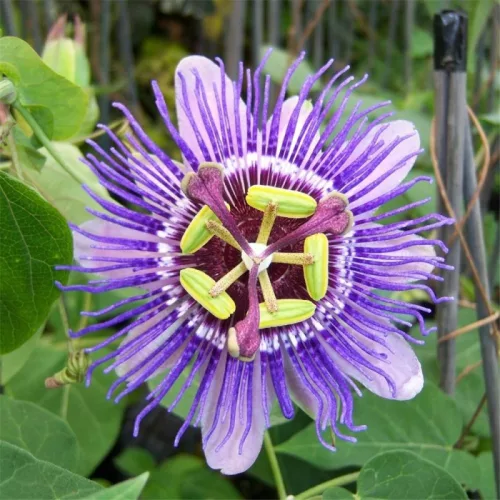 Golgotavirág - Passiflora Purple Haze