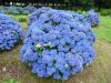 Kerti hortenzia - Hydrangea macrophylla 'Renate Steininger'