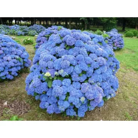   Kerti hortenzia - Hydrangea macrophylla 'Renate Steininger'