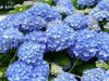 Kerti hortenzia - Hydrangea macrophylla 'Renate Steininger'