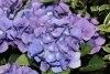 Kerti hortenzia - Hydrangea macrophylla 'Renate Steininger'