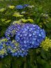 Kerti hortenzia - Hydrangea macrophylla 'Renate Steininger'