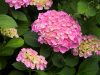 Kerti hortenzia - Hydrangea macrophylla 'Renate Steininger'