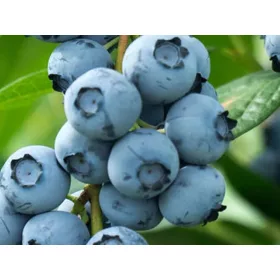Áfonya - VACCINIUM CORYMBOSUM "Bluecorp" - P15