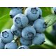 Áfonya - VACCINIUM CORYMBOSUM "Bluecorp" - P15