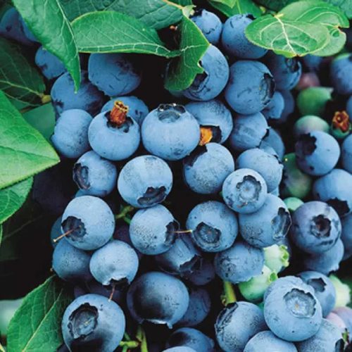 Áfonya - VACCINIUM CORYMBOSUM "Bluecorp" - P15