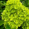 Bugás hortenzia - Hydrangea Paniculata "Bee Green"