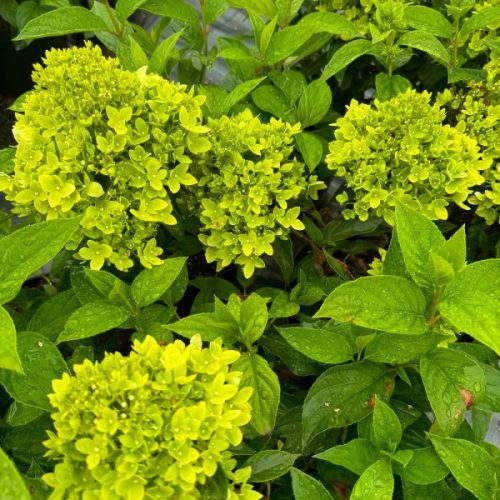 Bugás hortenzia - Hydrangea Paniculata "Bee Green"