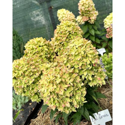 Bugás hortenzia - Hydrangea Paniculata "Bee Green"
