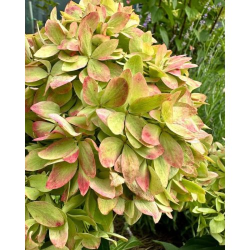 Bugás hortenzia - Hydrangea Paniculata "Bee Green"