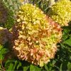Bugás hortenzia - Hydrangea Paniculata "Bee Green"