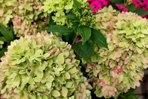 Bugás hortenzia - Hydrangea Paniculata "Bee Green"