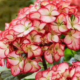   Kerti hortenzia - Hydrangea macrophylla Royalty Collection " Beauty of Boscoop" K5