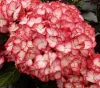 Kerti hortenzia - Hydrangea macrophylla Royalty Collection " Beauty of Boscoop" K5