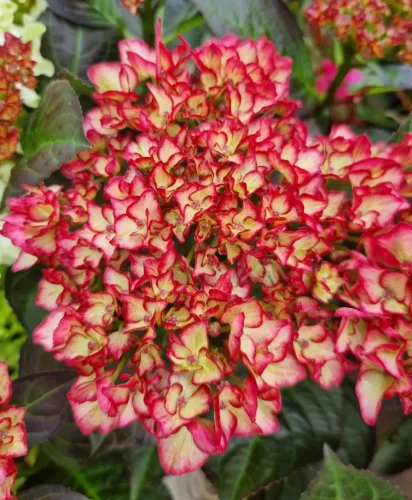 Kerti hortenzia - Hydrangea macrophylla Royalty Collection " Beauty of Boscoop" K5