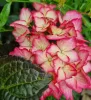 Kerti hortenzia - Hydrangea macrophylla Royalty Collection " Beauty of Boscoop" K5