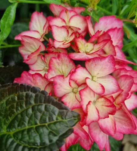 Kerti hortenzia - Hydrangea macrophylla Royalty Collection " Beauty of Boscoop" K5