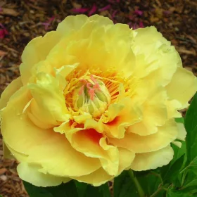   Paeonia Itoh "Garden Treasure" - Itoh Bazsarózsa hibrid-K4
