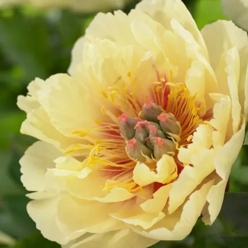 Paeonia Itoh "Garden Treasure" - Itoh Bazsarózsa hibrid-K4