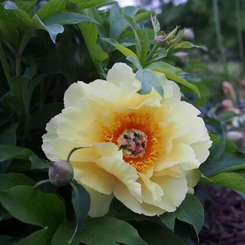 Paeonia Itoh "Garden Treasure" - Itoh Bazsarózsa hibrid-K4