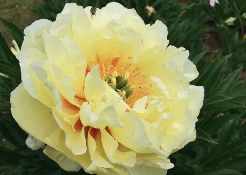 Paeonia Itoh "Garden Treasure" - Itoh Bazsarózsa hibrid-K4