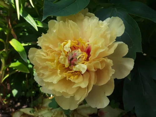 Paeonia Itoh "Garden Treasure" - Itoh Bazsarózsa hibrid-K4