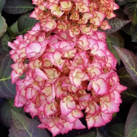 Kerti Hortenzia " Adula" - Hydrangea macrophylla