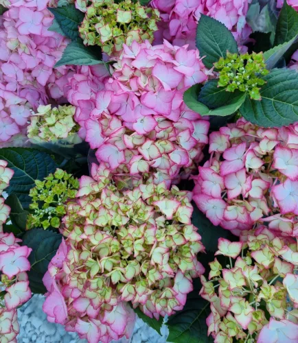 Kerti Hortenzia " Adula" - Hydrangea macrophylla