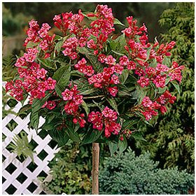 Magastörzsű rózsalonc - Weigele "Brstol Ruby"