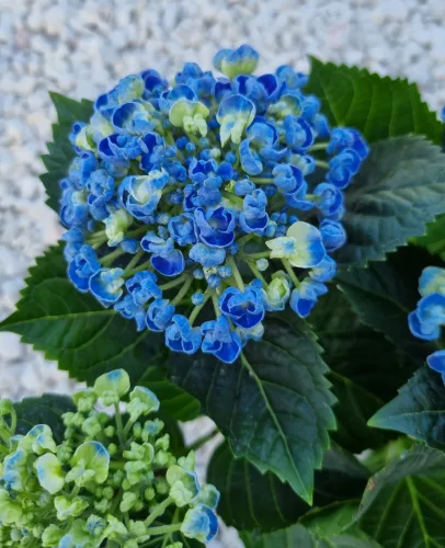 KERTI HORTENZIA " Curly Wurly Blue" - HYDRANGEA MACROPHYLLA