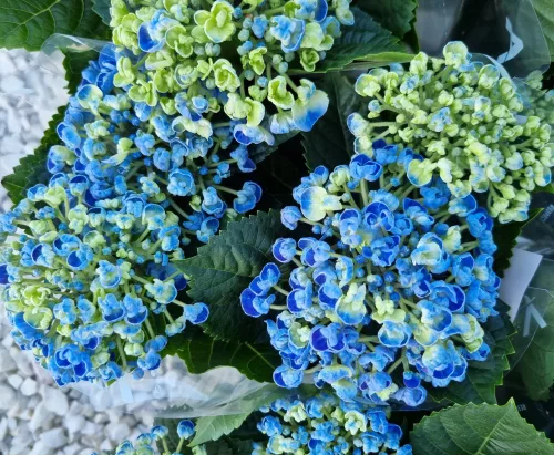 KERTI HORTENZIA " Curly Wurly Blue" - HYDRANGEA MACROPHYLLA