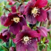 Hunyor - Helleborus orientalis "Hello Red"