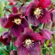 Hunyor - Helleborus orientalis "Hello Red"
