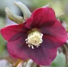 Hunyor - Helleborus orientalis "Hello Red"