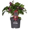 Hunyor - Helleborus orientalis "Hello Red"