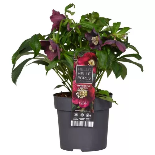 Hunyor - Helleborus orientalis "Hello Red"