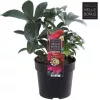 Hunyor - Helleborus orientalis "Hello Red"