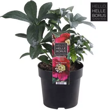 Hunyor - Helleborus orientalis "Hello Red"