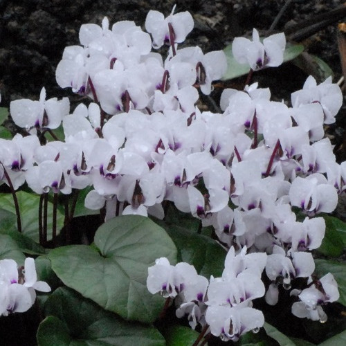 Télálló ciklámen - Cyclamen coum - fehér