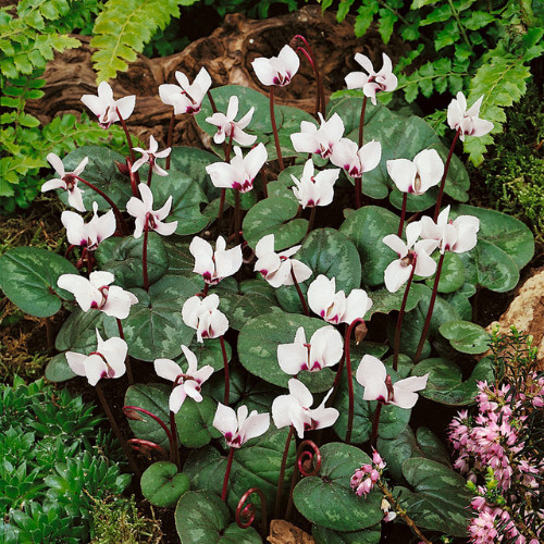 Télálló ciklámen - Cyclamen coum - fehér