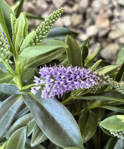 Örökzöld Veronika cserje - Hebe "Addenda Petita"