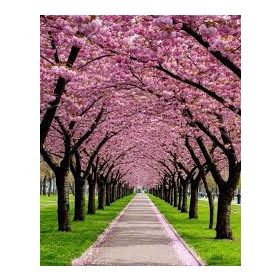 Japán díszcseresznye - Prunus serrulata ‘Kanzan" 