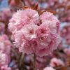 Japán díszcseresznye - Prunus serrulata ‘Kanzan" 