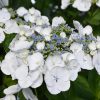 Hydrangea Macrophylla "Libelle" - Kerti hortenzia