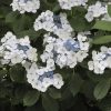 Hydrangea Macrophylla "Libelle" - Kerti hortenzia