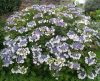 Hydrangea Macrophylla "Libelle" - Kerti hortenzia